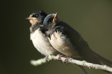 Two cute baby Swallows, Hirundo rustica, are perching on a branch of a tree hanging over a lake. They are waiting to be fed by the parent birds that are flying around the lake catching insects.