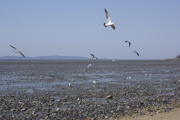 Seagulls gathering on the sea