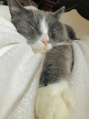 Chat