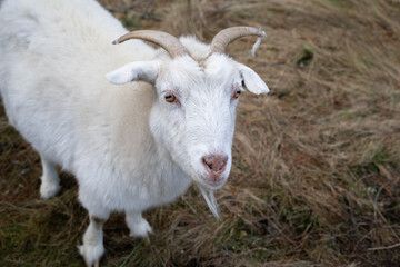 A white goat standing on the grass, looking up.