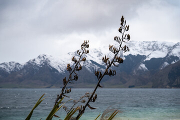 Native New Zealand Flax or harakeke by Lake Hawea. Blurred mountain ranges in the background, South...