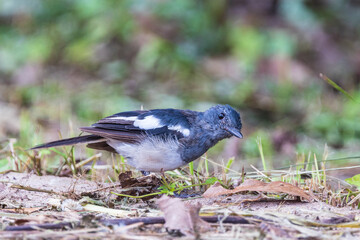 Beautiful Oriental Magpie Robin  bird in the garden.