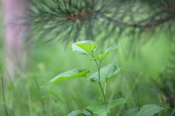 Growing papyrus papyrus seedlings
