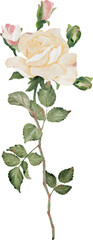 watercolor blooming rose branch flower bouquet