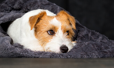 sad dog lies in a blanket, Jack Russell breed