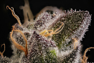Super close up of cannabis trichomes