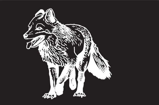 Vector ink pen drawing of fox standing and watching distance on black background,graphics