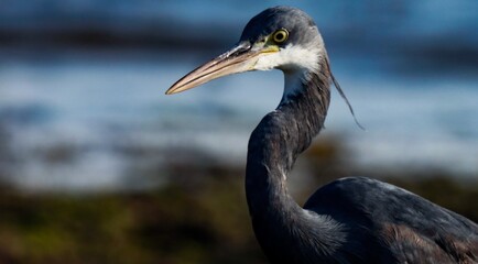 Egret bird portrait, blur background. Single bird Closeup. Western reef heron. Western reef egret. 