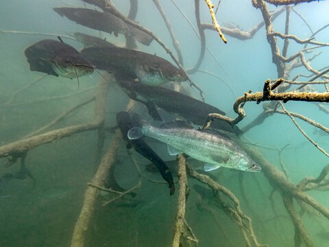 Zander and catfish fish in the water of lake Bled Slovenia