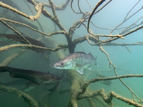 Zander fish in the water of lake Bled Slovenia