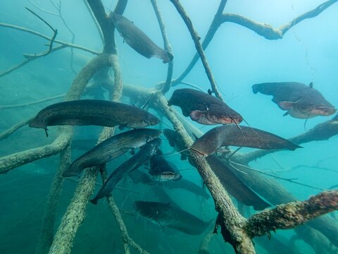 Scol of catfish in lake Bled Slovenia