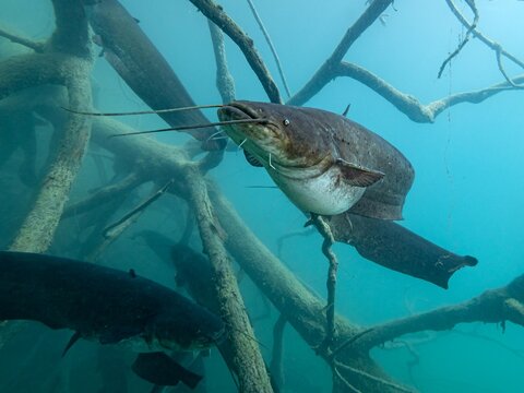 Catfish in lake Bled Slovenia