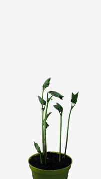Phototropism effect in growing and rotating  beans vegetables isolated on black background, vertical orientation. Displays move of plant leaves to direction of light