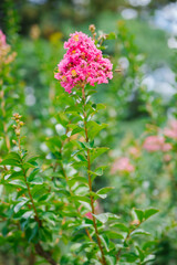 Blooming Indian lagerstremia on the street, also known as Indian lilac. Garden decorations. Bright sunny day. Lush pink inflorescences.