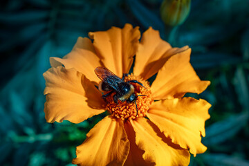 bee on orange flower on green background, macro, blurry image