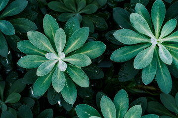green exotic plants on a dark background top view, macro, blurred background