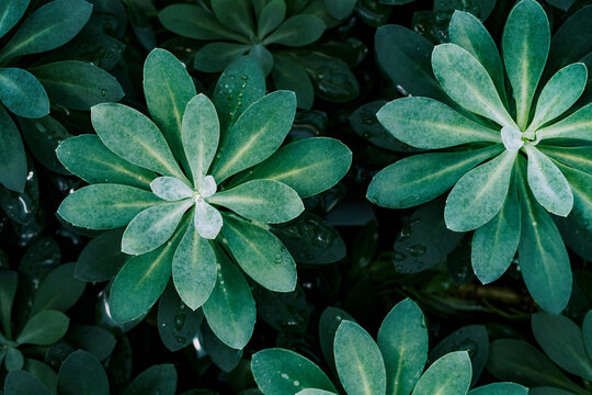 green exotic plants on a dark background top view, macro, blurred background