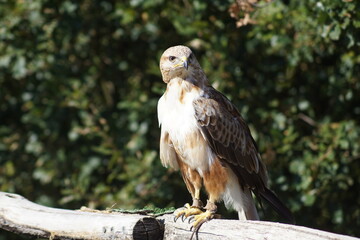Aigle