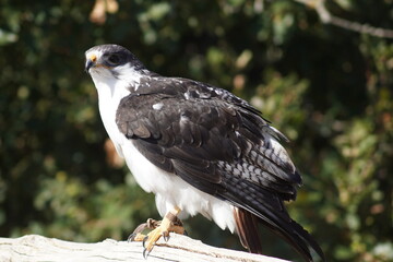 Aigle 