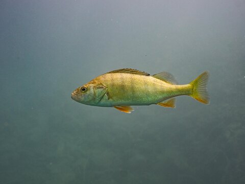 Perch fish in the water of lake Bled Slovenia