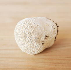 Fototapeta na wymiar Puffball mushroom Lycoperdon perlatum on wooden table. Healthy food from nature concept
