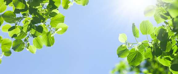 Tree branch with leaves in front of blue sunny sky