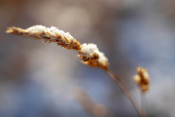 dry grass covered with snow, outdoor close up view in a winter season