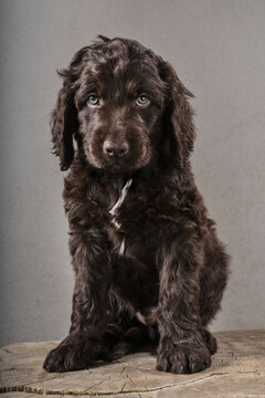 Studio portrait cute brown Cockapoo puppy with wavy hair
