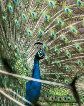 Close up beautiful peacock with spread feathers
