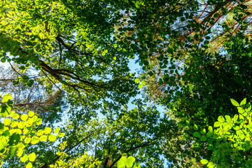 Fototapeta na wymiar summer forest trees. nature green wood sunlight backgrounds