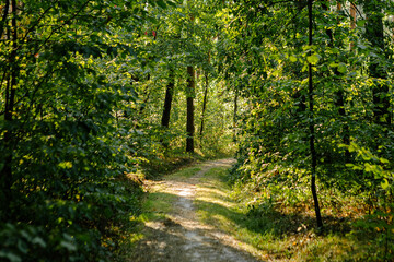 summer forest trees. nature green wood sunlight backgrounds