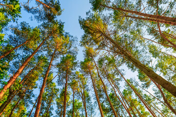 summer forest trees. nature green wood sunlight backgrounds
