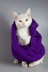 Beautiful white cat wrapped in a knitted scarf