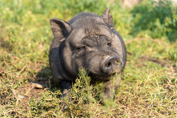 Vietnamese lop-bellied black pig lies on the grass in the summer heat