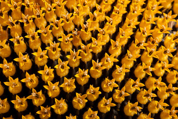 Obraz premium Ripe sunflower with seeds and stamens, shot close