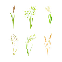Fototapeta na wymiar Grain Crop or Cereal Species as Cultivated Grass on Stalk with Inflorescences Vector Set