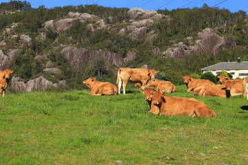 Beautiful brown cows relaxing and grazing on a meadow in the mountains of south norway
