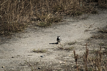 gorrion posado en el camino