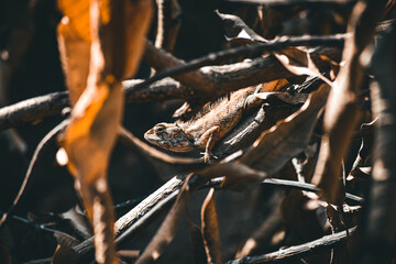 Stock images of a species of garden lizard outdoors in India.