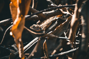 Stock images of a species of garden lizard outdoors in India.