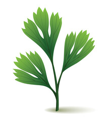 Culinary herb parsley. Popular plant, natural health care. Kitchen herb or spices banner isolated on white background