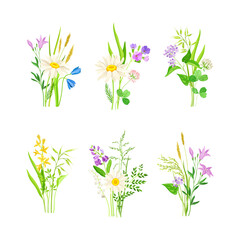 Fototapeta na wymiar Floral Composition with Wildflowers and Meadow Plants Vector Set