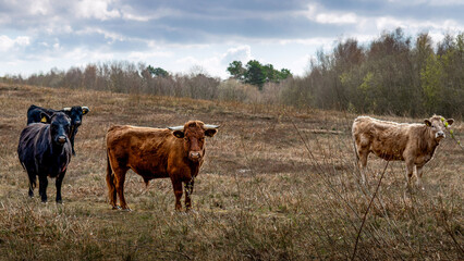 Pastoral scene of several Longhorn Cattle grazing on Heathland in Dorset England