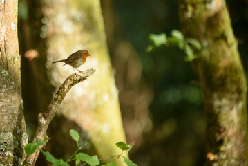 petirrojo posadoen una rama con un arbol de fondo © Sergio