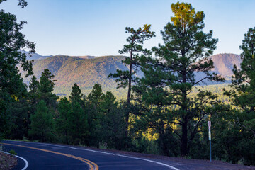 Road in the mountains with pine trees in Flagstaff, Arizona