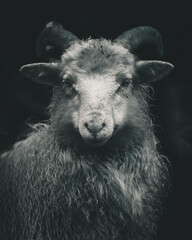 Wild sheep in Austevoll, Norway