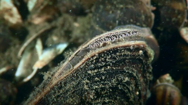 Freshwater bivalve Swan mussel (Anodonta cygnea) opening a siphon to filter water, close-up.