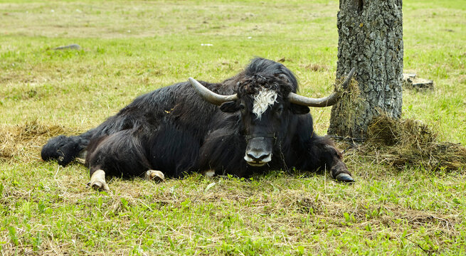 A Tibetan yak calf and a cow lie in the shade, exhausted from the heat.