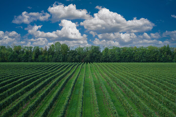 Fototapeta na wymiar Vineyard plantations in even rows on a hill. Vineyard plantations in Italy. Grape plantations against the background of cumulus clouds.