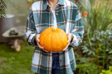 Bright ripe pumpkin in women's hands. Concept autumn harvest, Halloween party, Thanksgiving day.